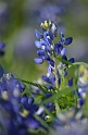 Kids_BlueBonnets_2012 (101)